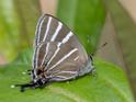 Laothus barajo (Barajo Hairstreak).jpg